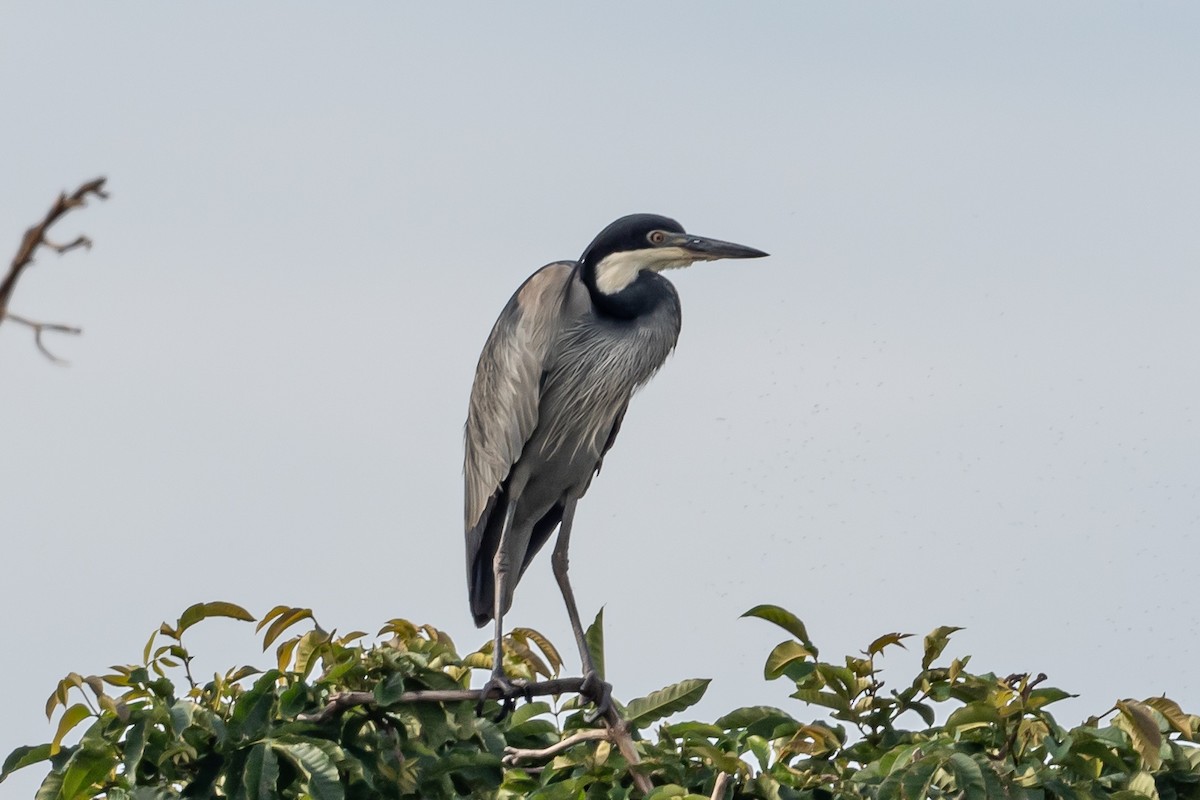 Black-headed Heron - ML613584398