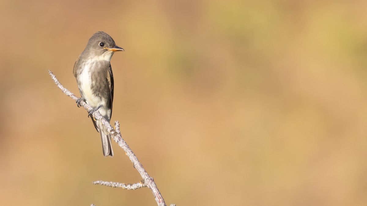 Olive-sided Flycatcher - Liam Hutcheson