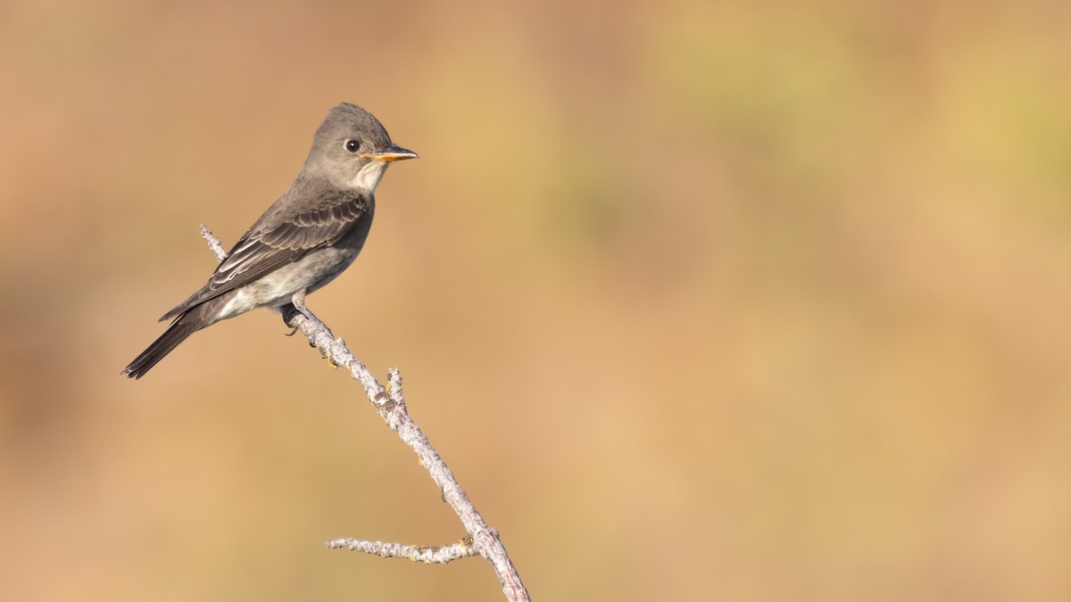 Olive-sided Flycatcher - Liam Hutcheson