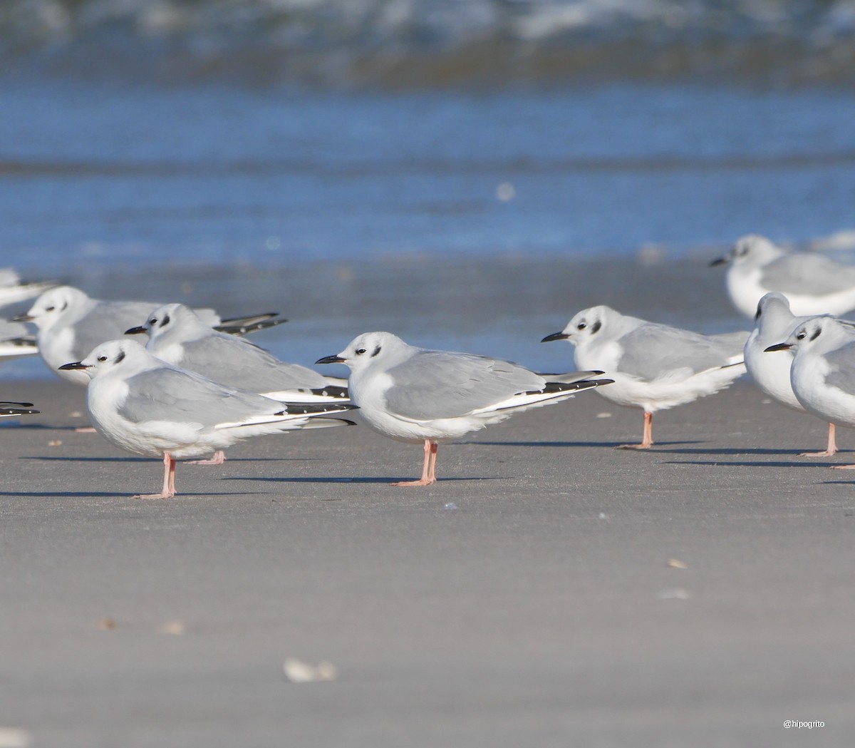 Bonaparte's Gull - Francisco Rodriguez