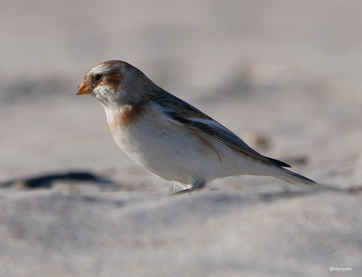 Snow Bunting - ML613584513