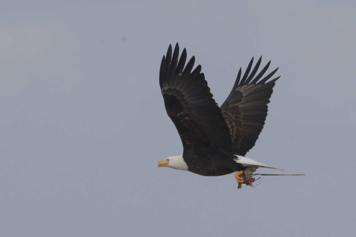 Bald Eagle - ML613584530