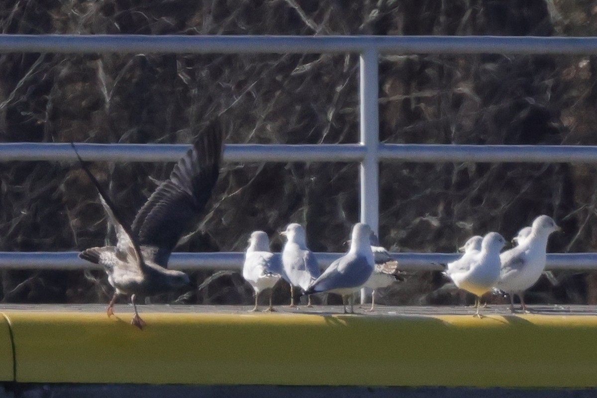 Herring/Lesser Black-backed Gull - Tim Lenz