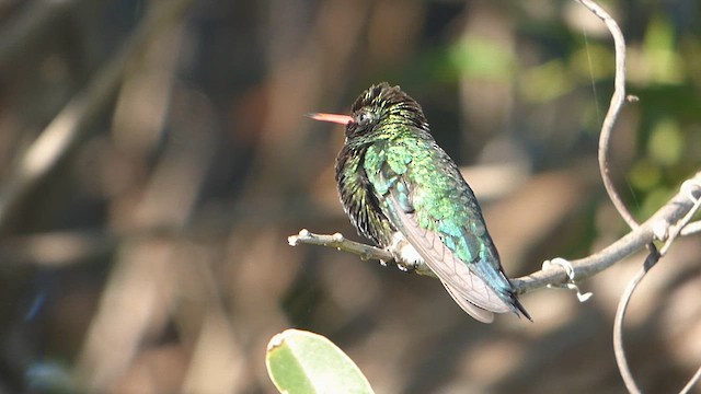 Glittering-bellied Emerald - ML613584549