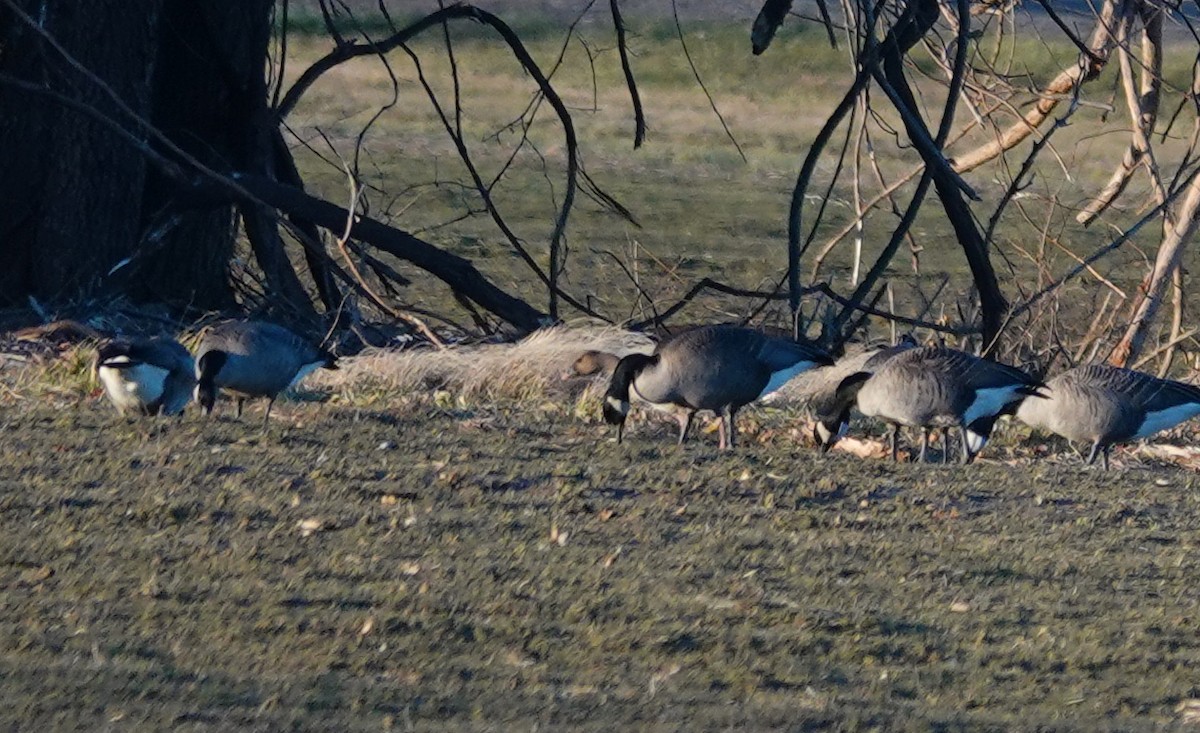 Pink-footed Goose - Jarrett Lewis