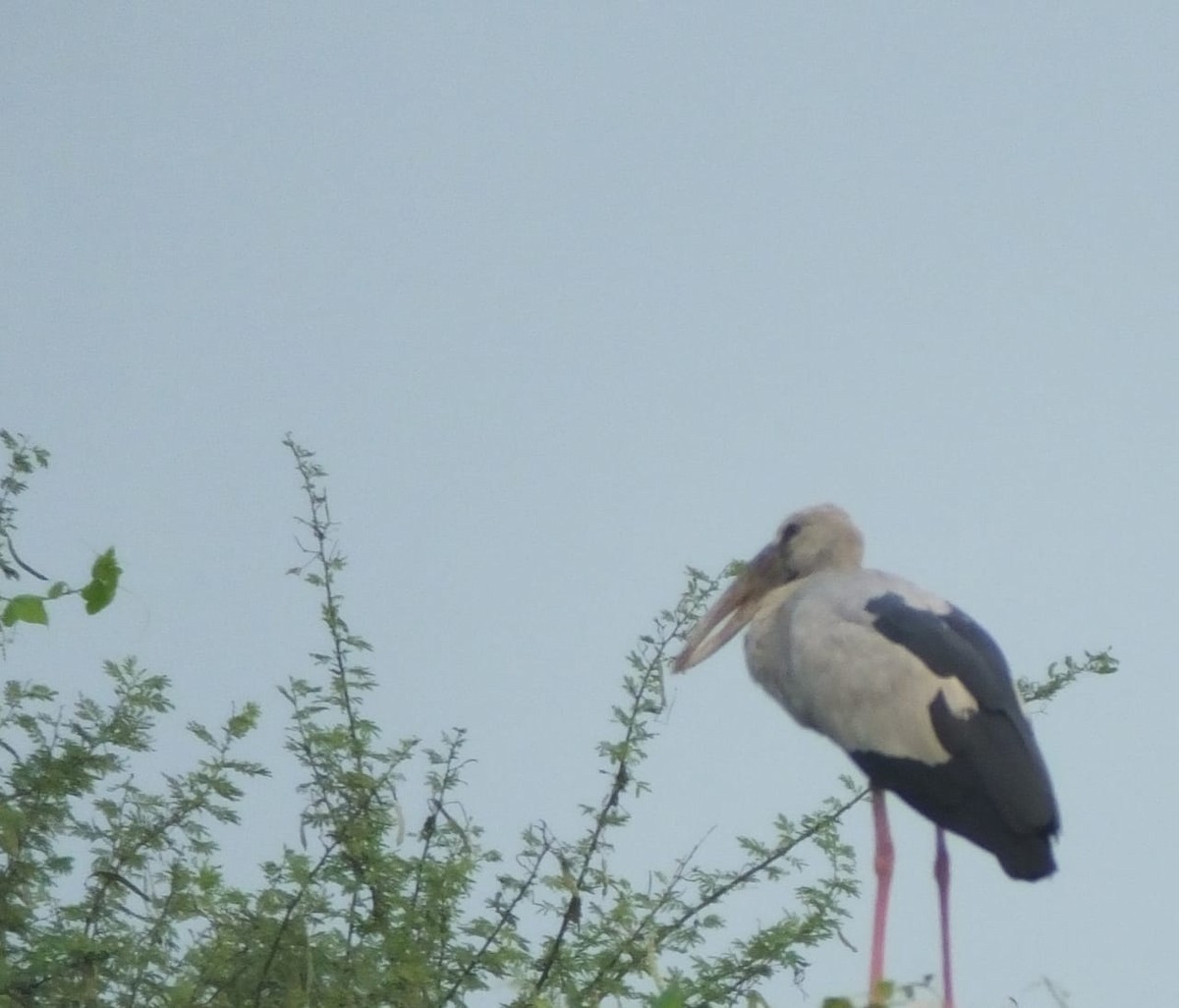 Asian Openbill - ML613584742