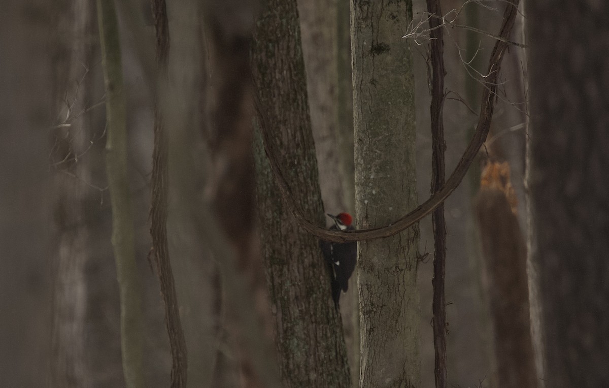 Pileated Woodpecker - ML613584774