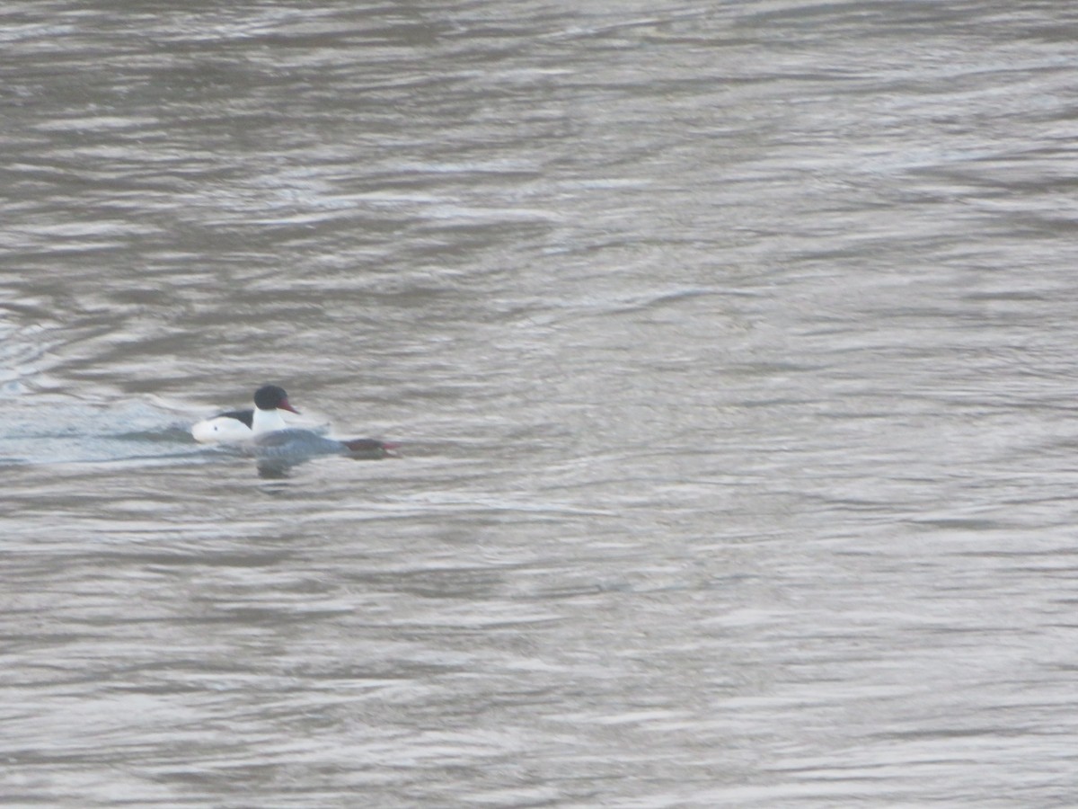 Common Merganser - ML613584799