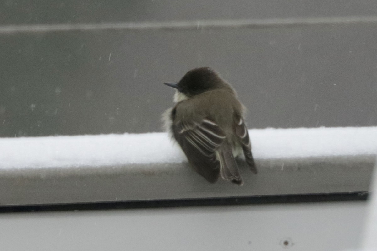 Eastern Phoebe - ML613584807