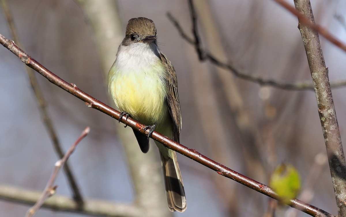 Dusky-capped Flycatcher - Aidan Brubaker