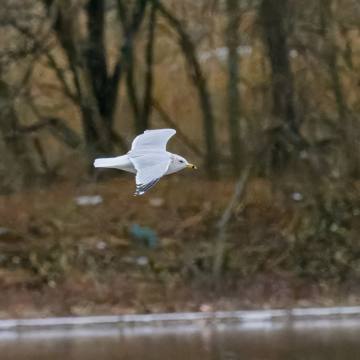 Ring-billed Gull - ML613584906