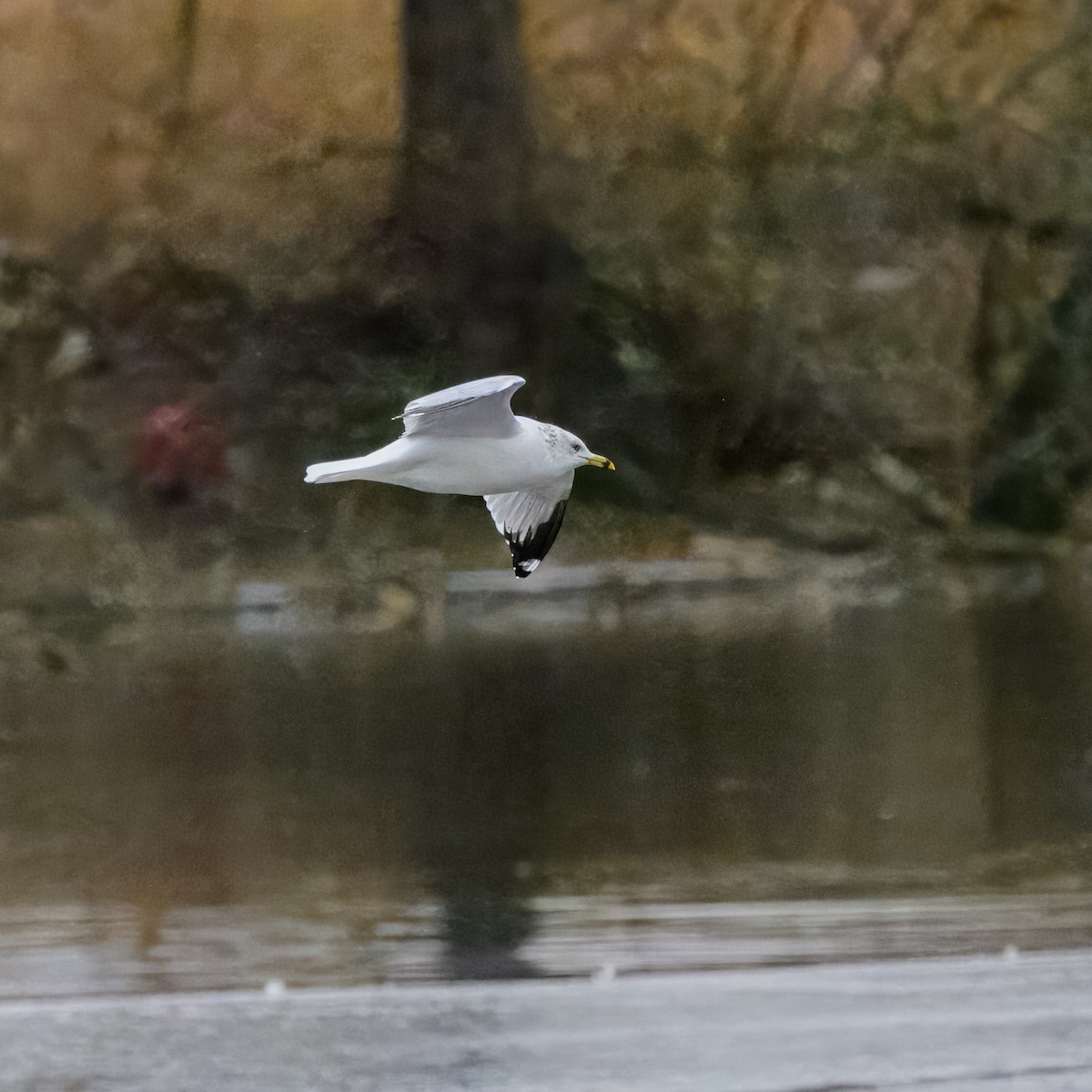 Ring-billed Gull - Peter Rosario