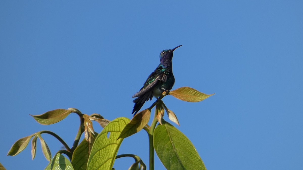 kolibřík safírovohrdlý - ML613584963