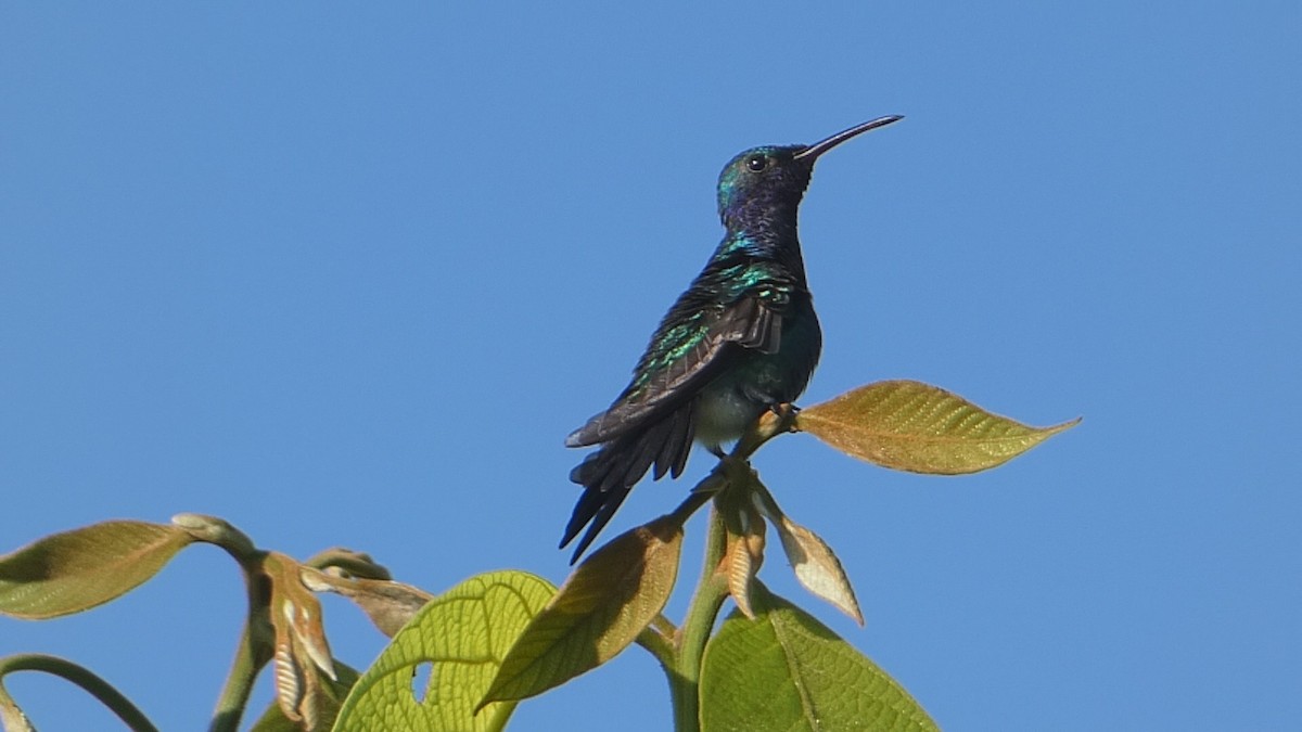 kolibřík safírovohrdlý - ML613584964