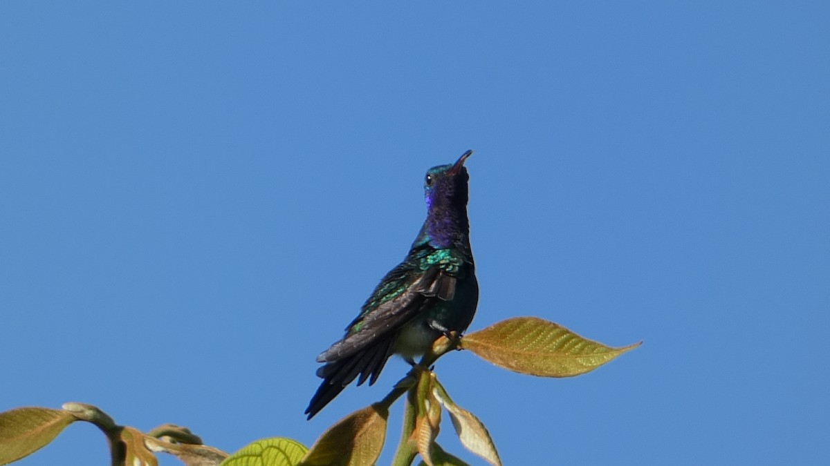 kolibřík safírovohrdlý - ML613584965