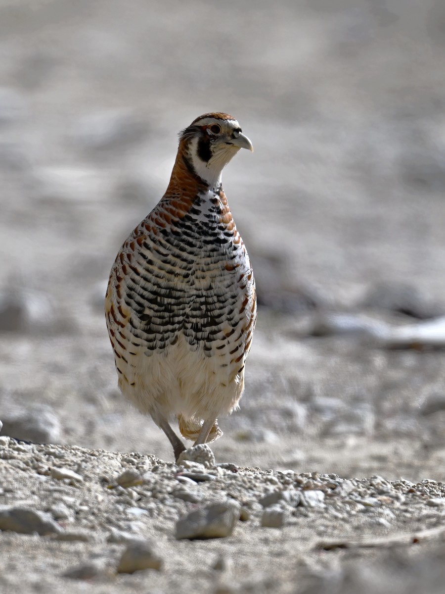 Tibetan Partridge - ML613584970