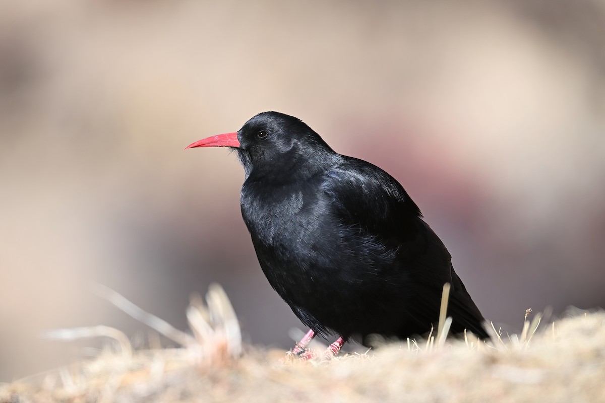 Red-billed Chough - ML613585040