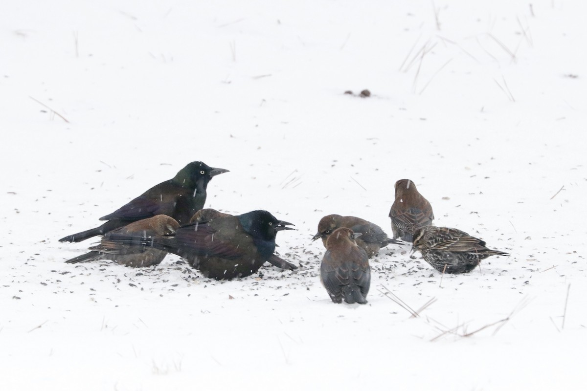 Common Grackle - ML613585060