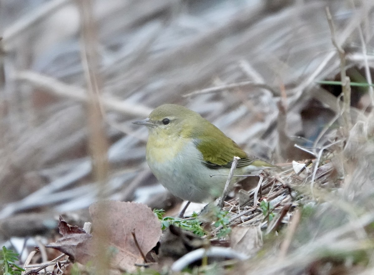 Tennessee Warbler - ML613585062