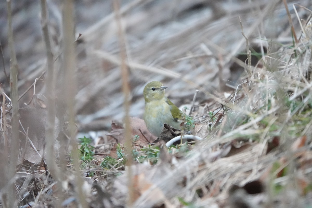 Tennessee Warbler - ML613585091