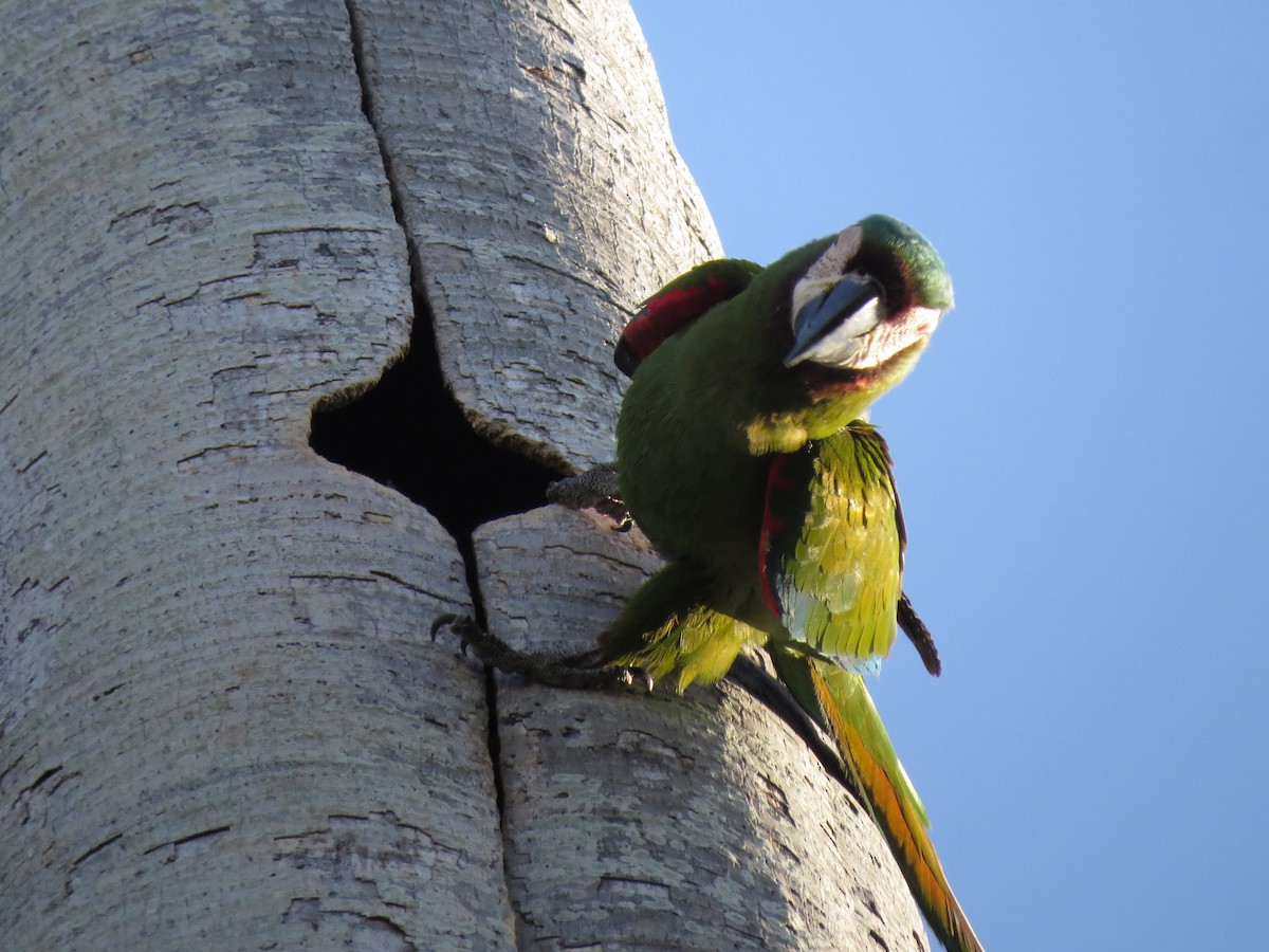 Chestnut-fronted Macaw - Luis Felipe Gómez Torres