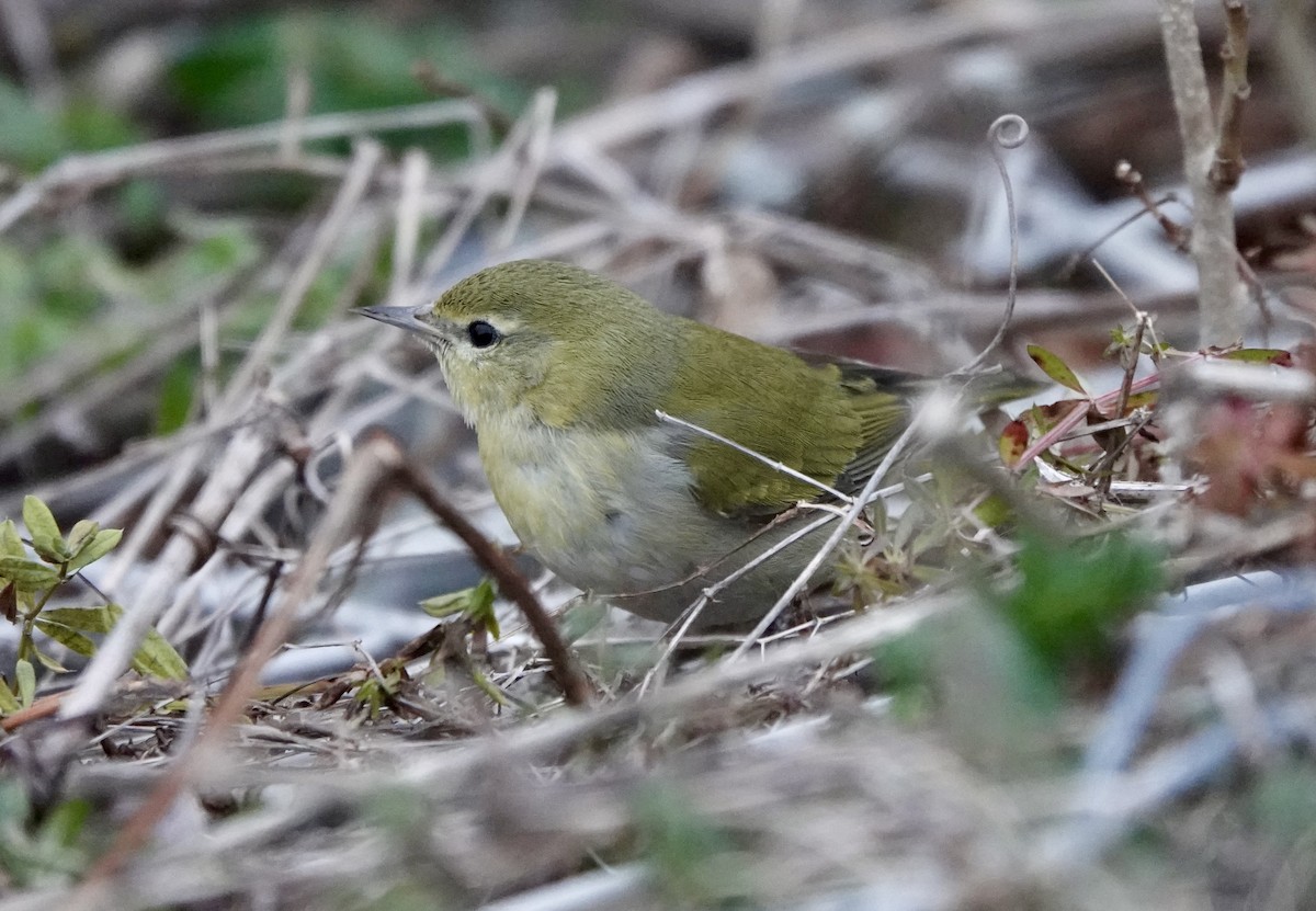 Tennessee Warbler - ML613585134
