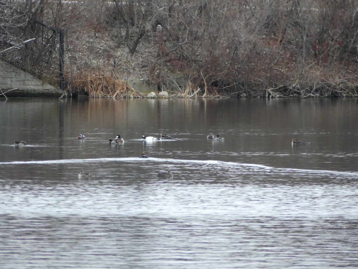 Hooded Merganser - ML613585165