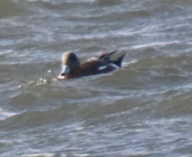 American Wigeon - ML613585202