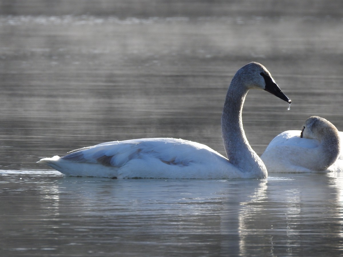 Trumpeter Swan - Reanna Thomas