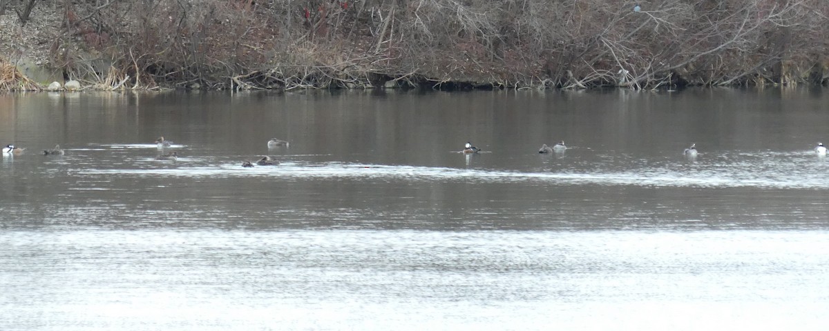 Belted Kingfisher - ML613585280