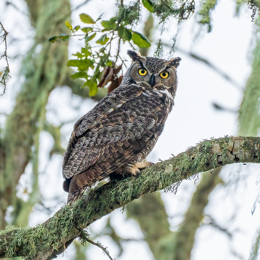 Виргинский филин - ML613585284