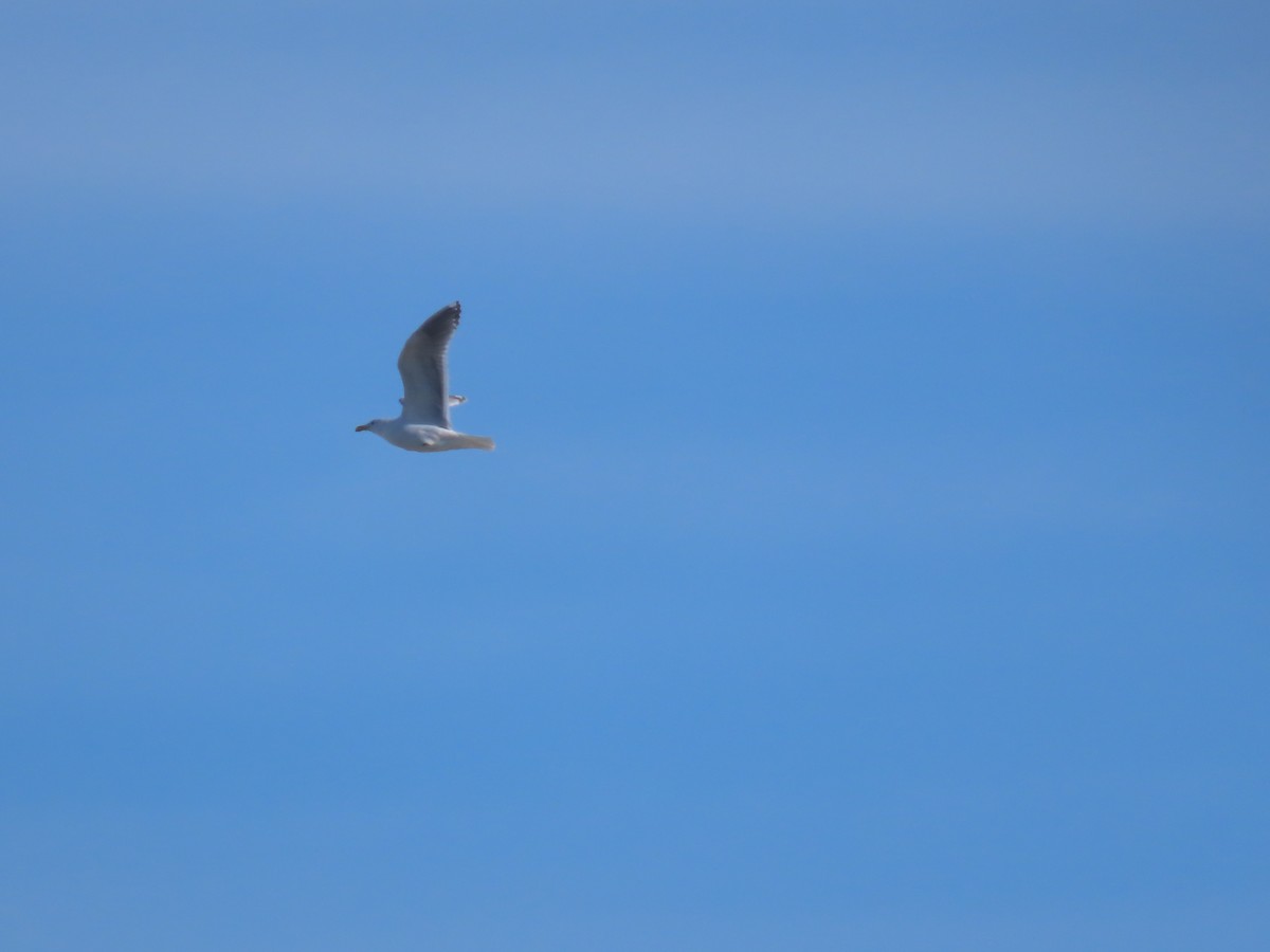 Western Gull - Jenny Jones