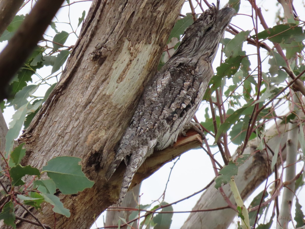 Tawny Frogmouth - ML613585359