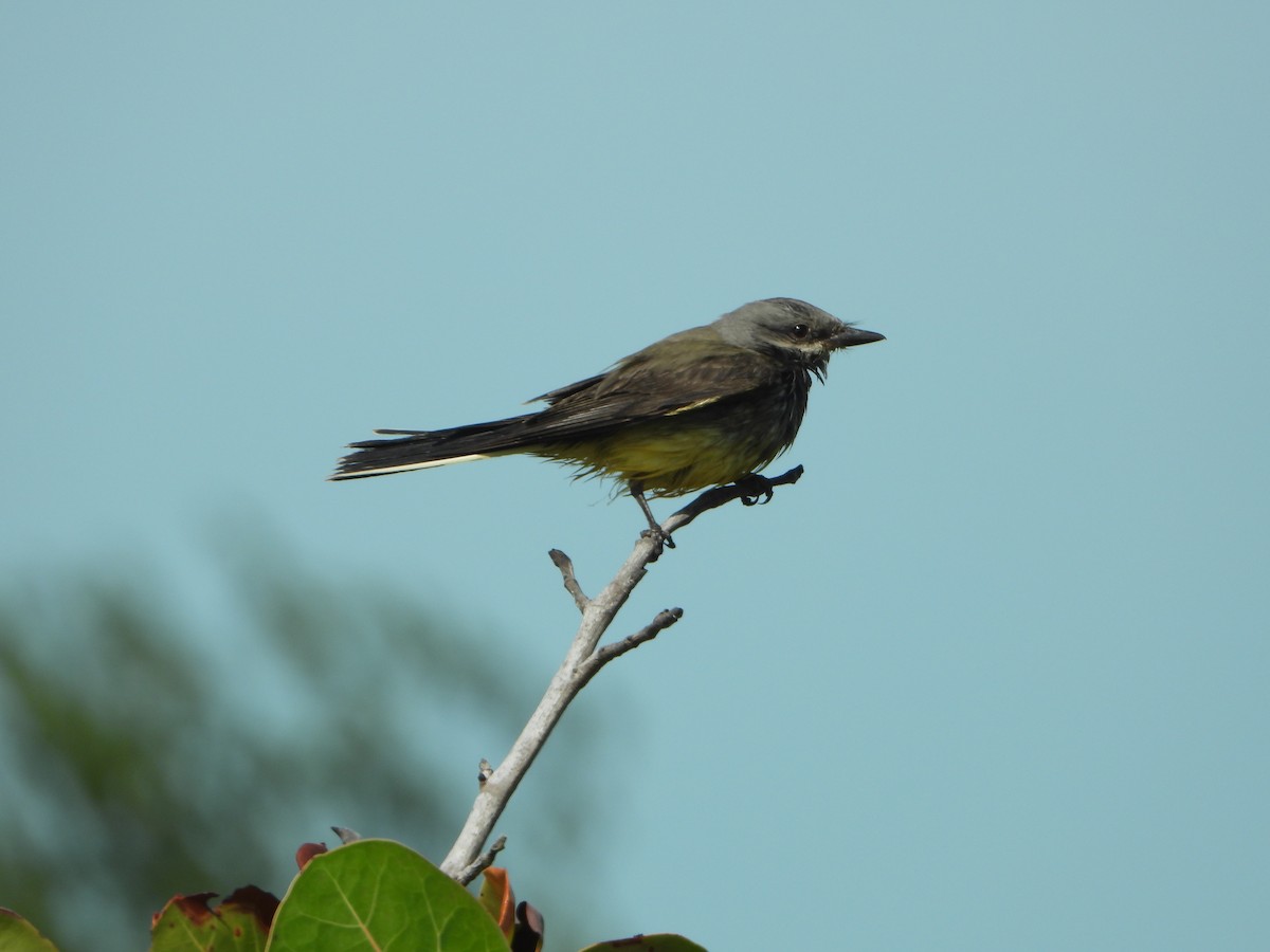 Western Kingbird - Angel Castillo Birdwatching Guide