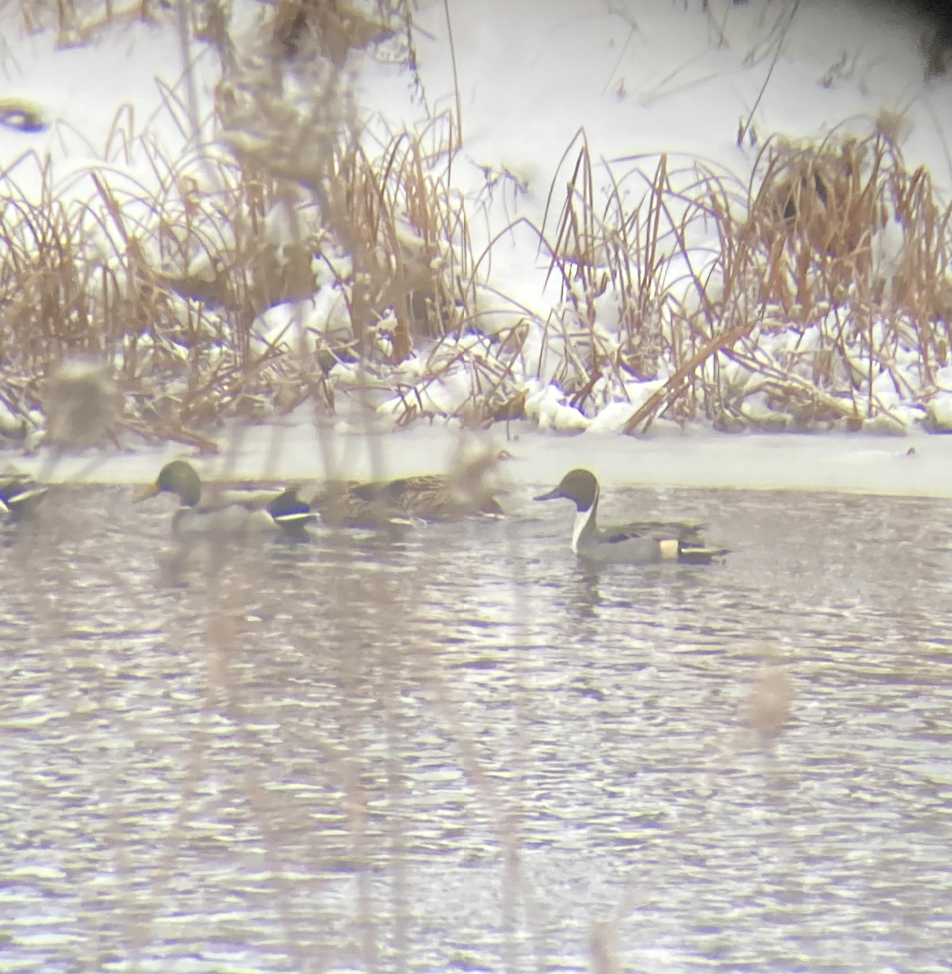 Northern Pintail - ML613585440