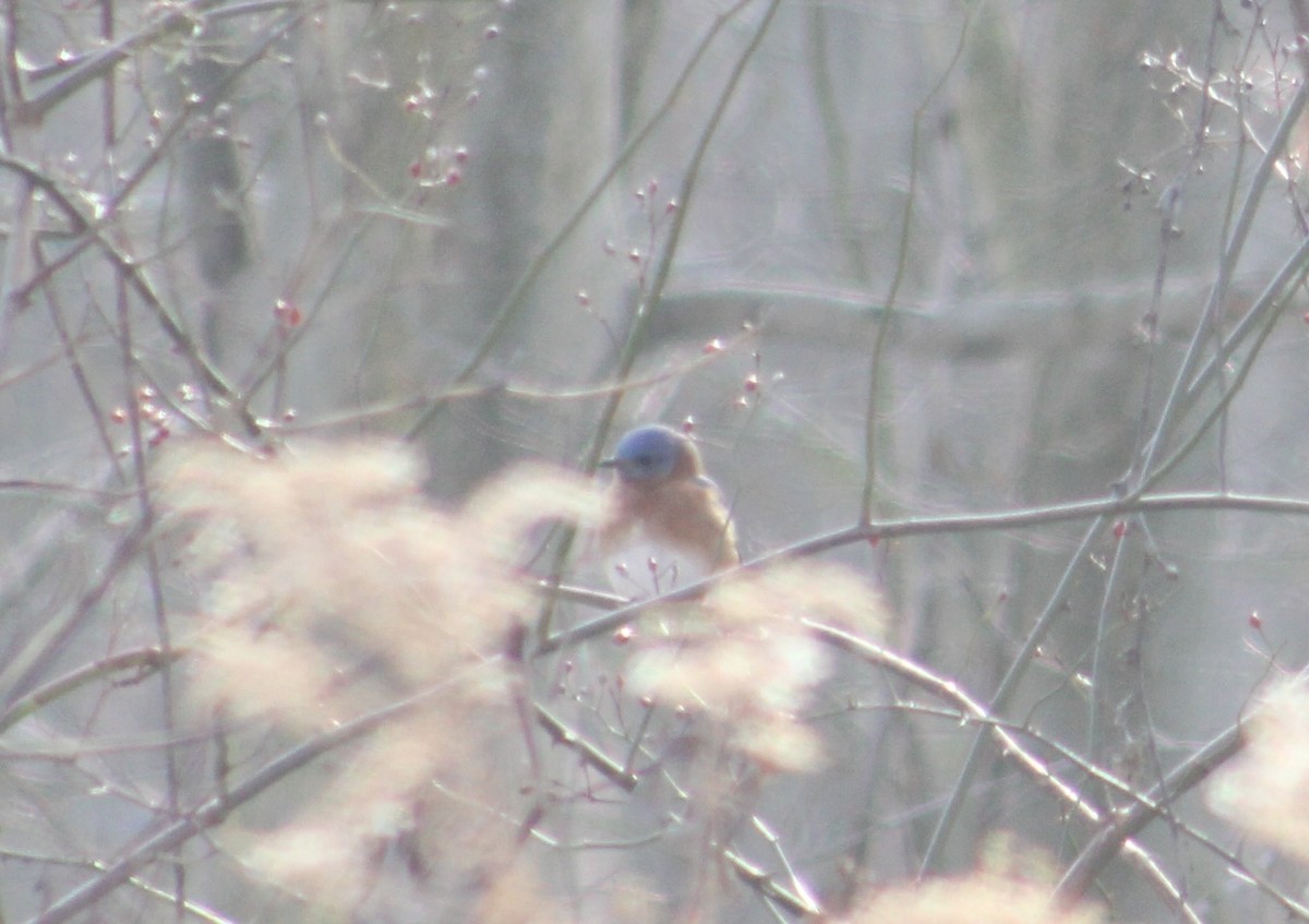 Eastern Bluebird - ML613585520