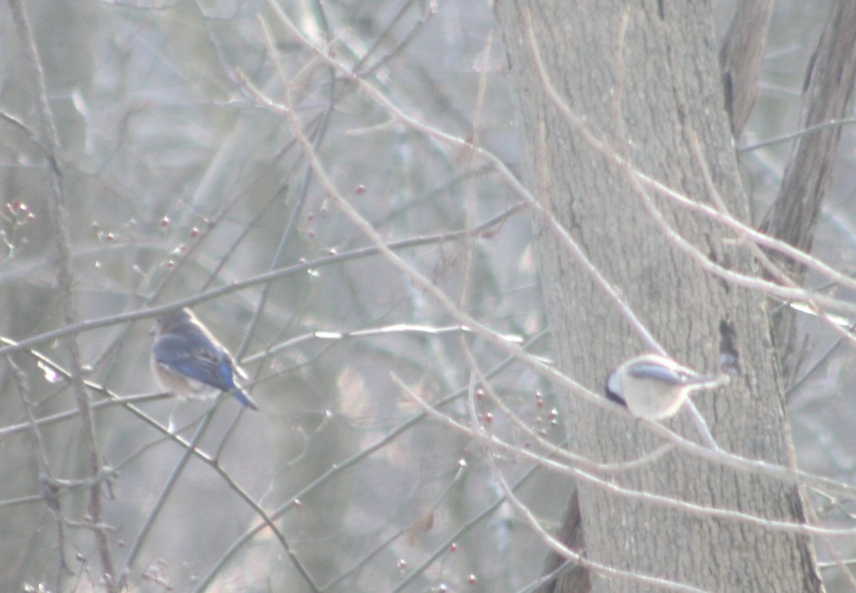 Black-capped Chickadee - ML613585543