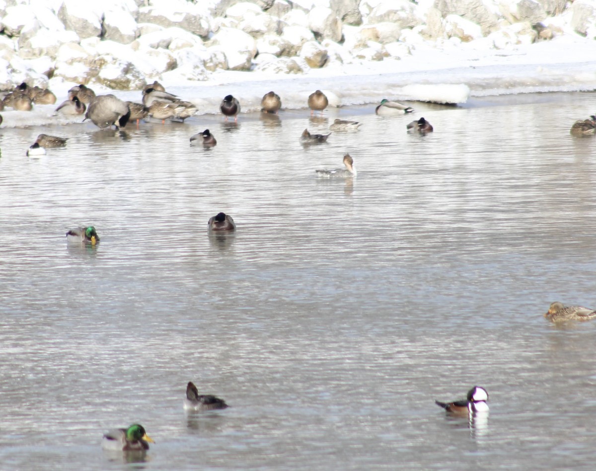 Hooded Merganser - ML613585562