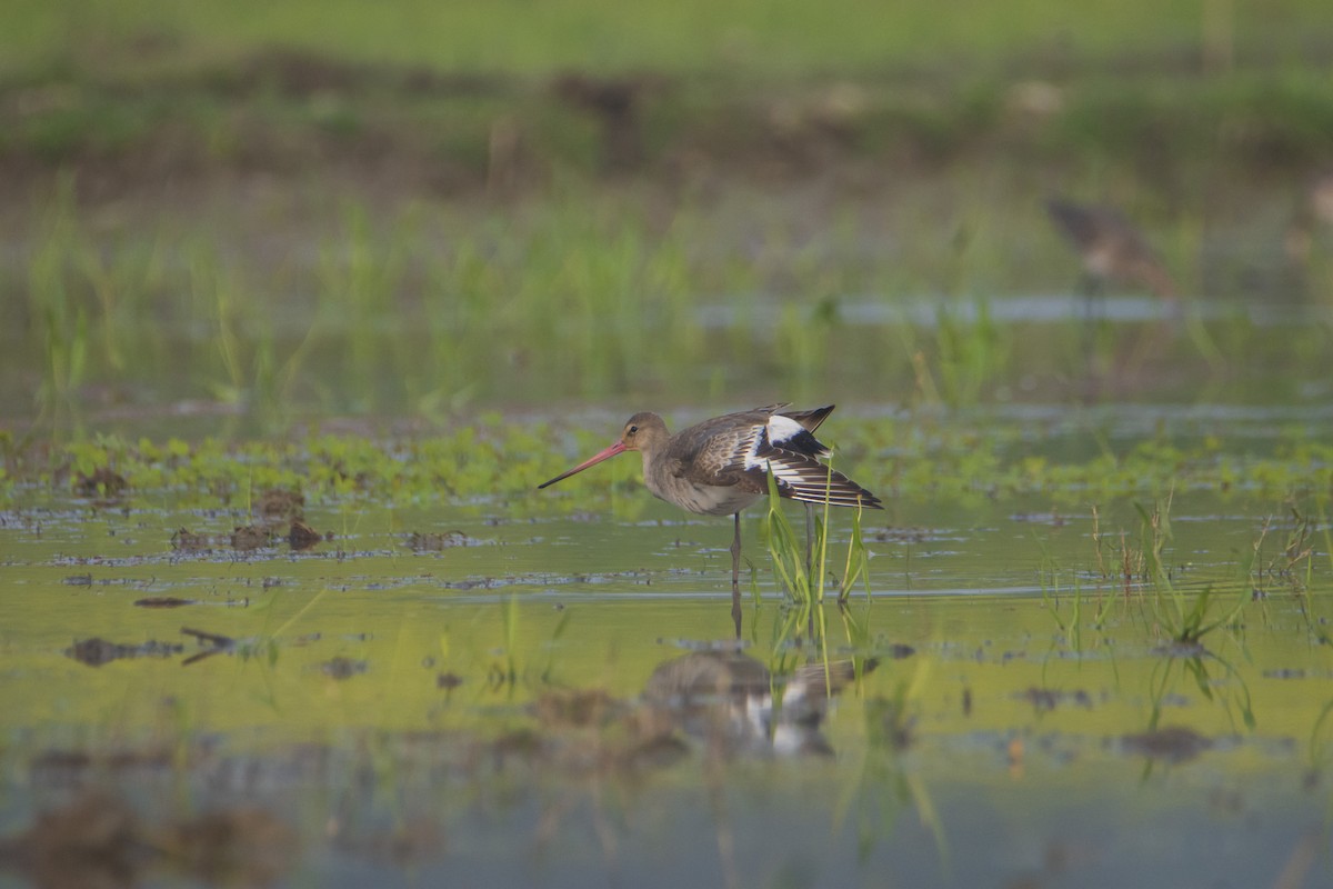 Black-tailed Godwit - ML613585563