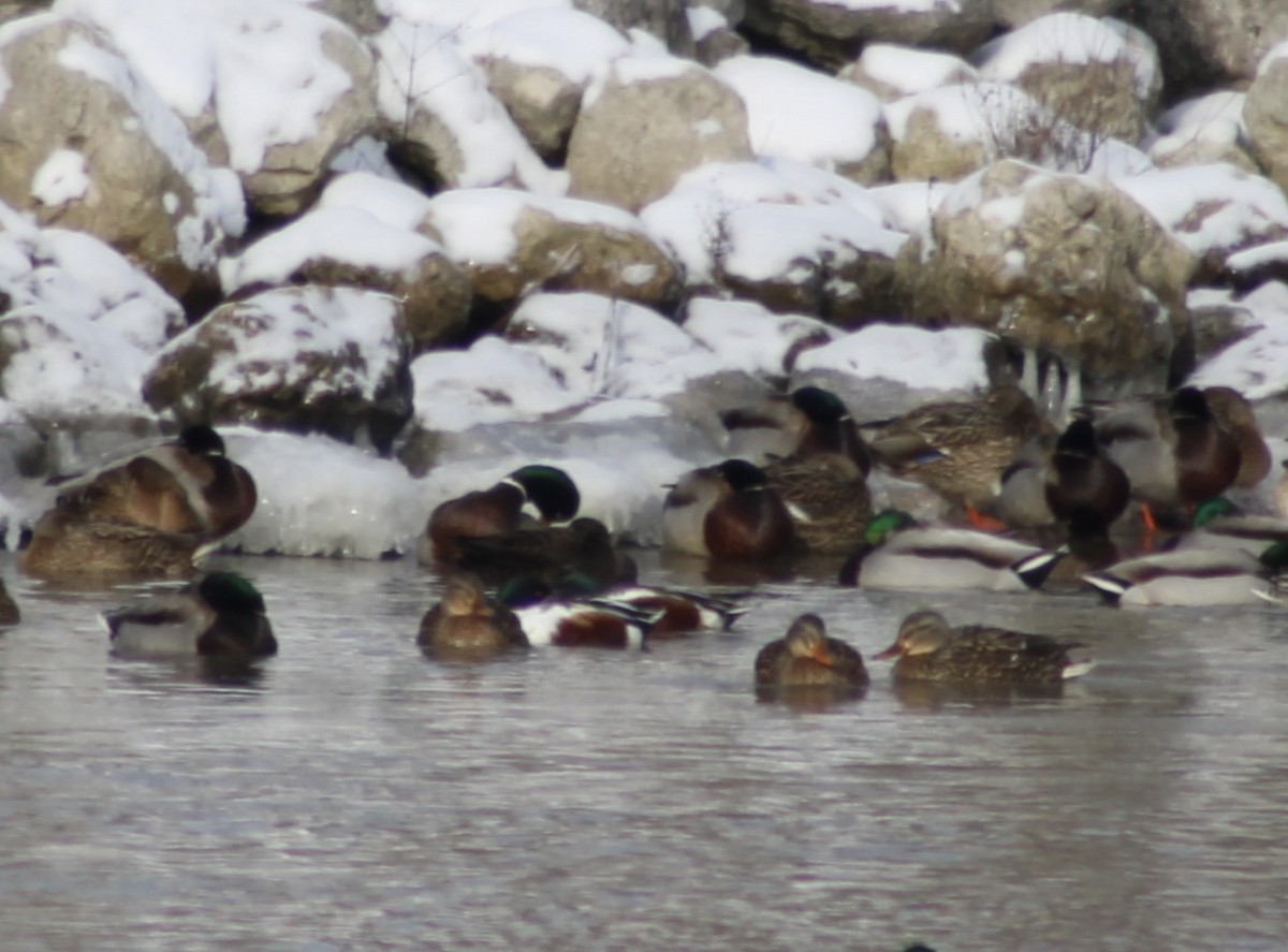 Northern Shoveler - ML613585579