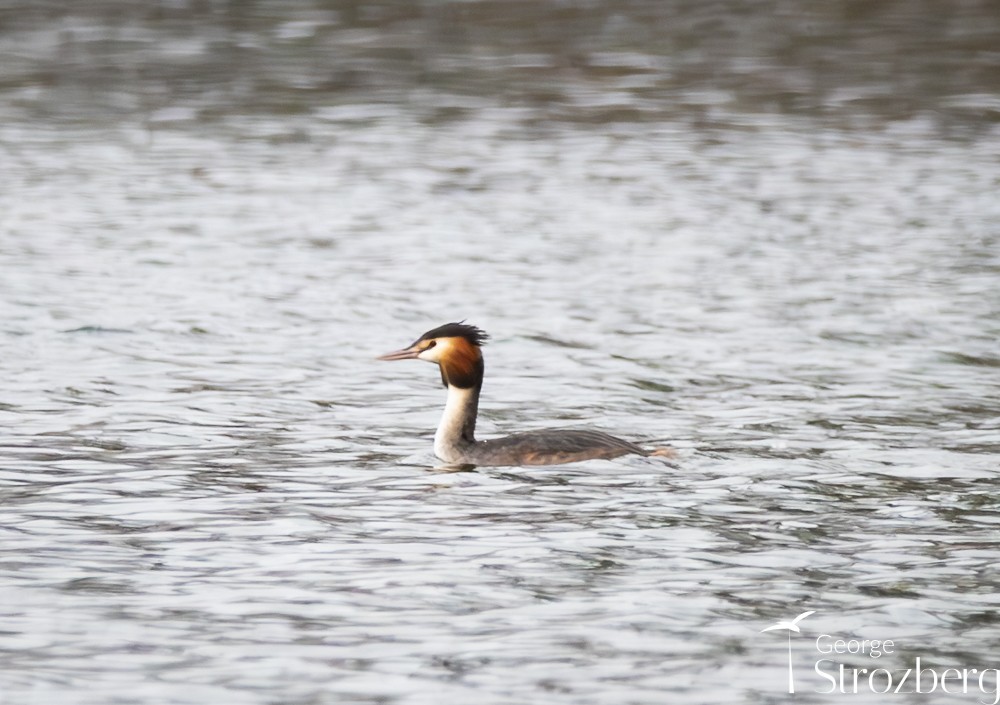 Great Crested Grebe - ML613585592