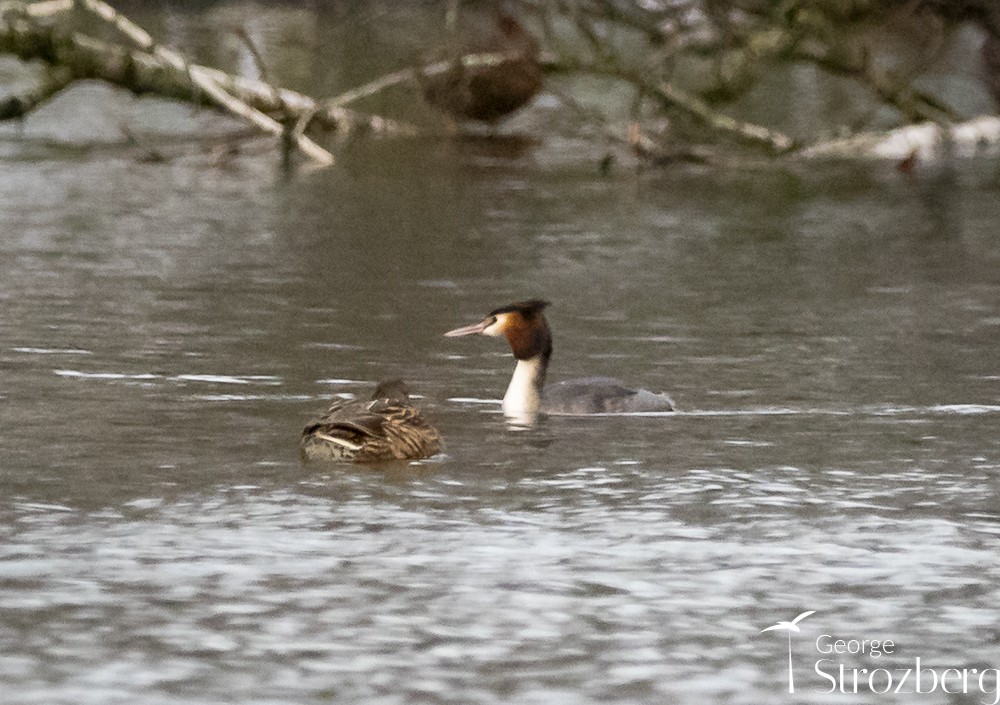 Great Crested Grebe - ML613585593