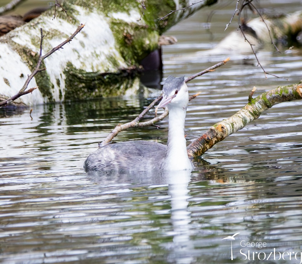 Great Crested Grebe - ML613585594