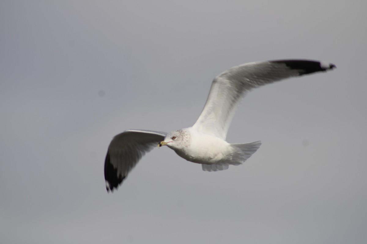 Ring-billed Gull - ML613585652