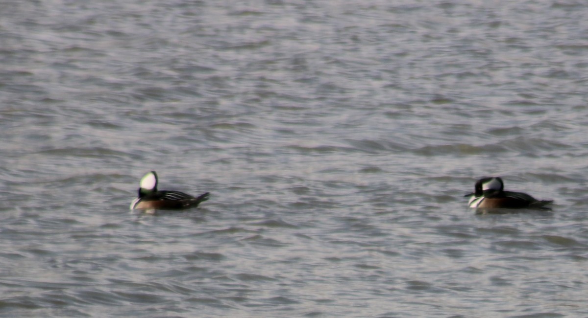 Hooded Merganser - ML613585669