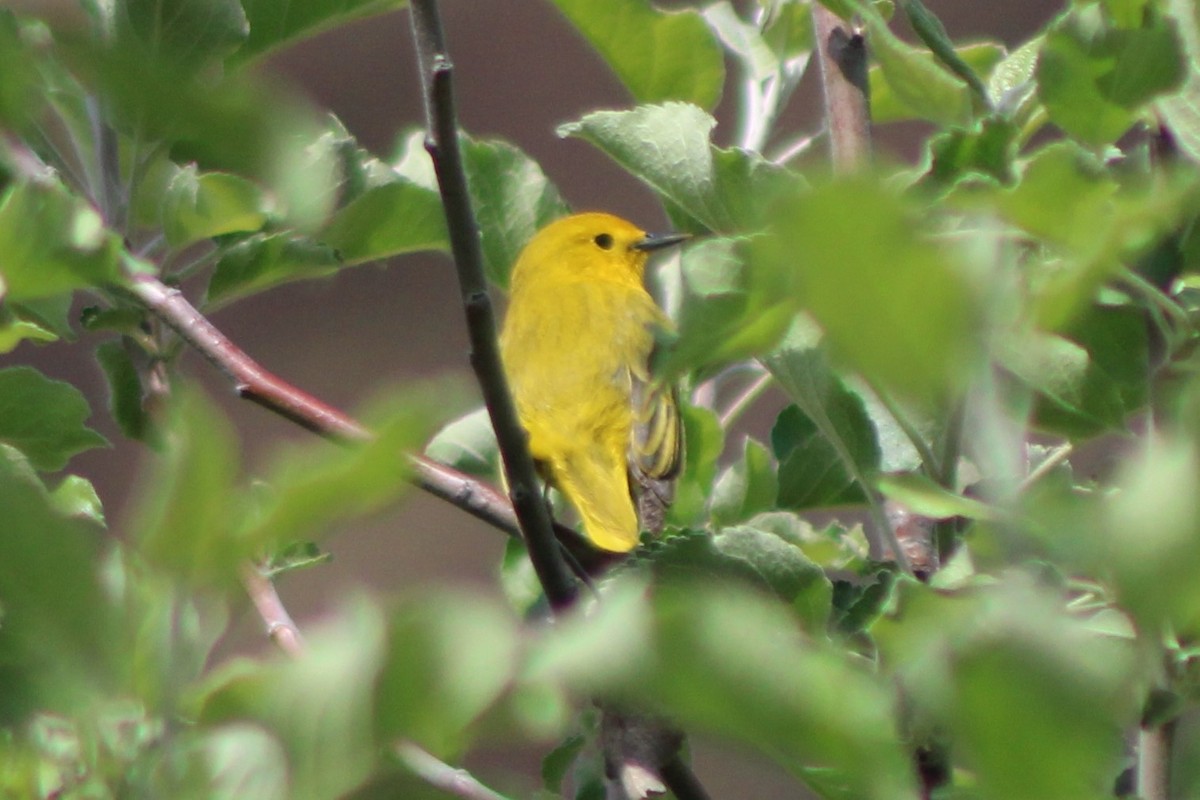 Yellow Warbler (Northern) - ML613585681