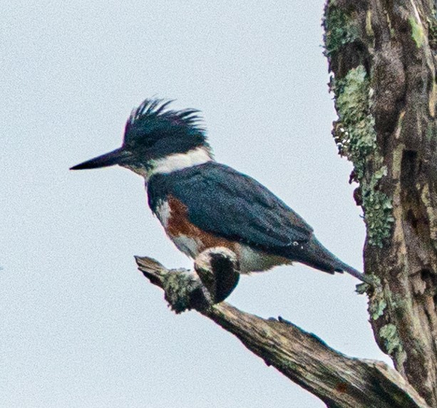 Belted Kingfisher - ML613585692