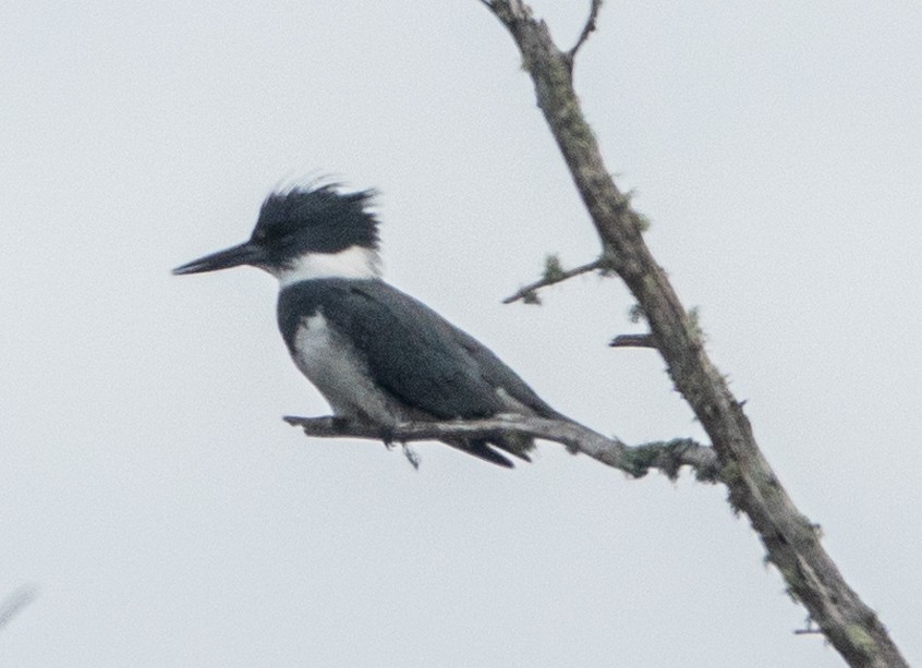 Belted Kingfisher - ML613585693