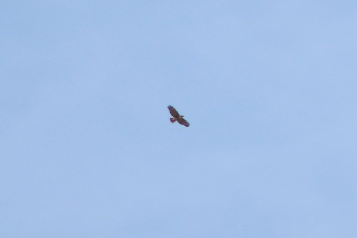 Red-tailed Hawk (calurus/alascensis) - ML613585699