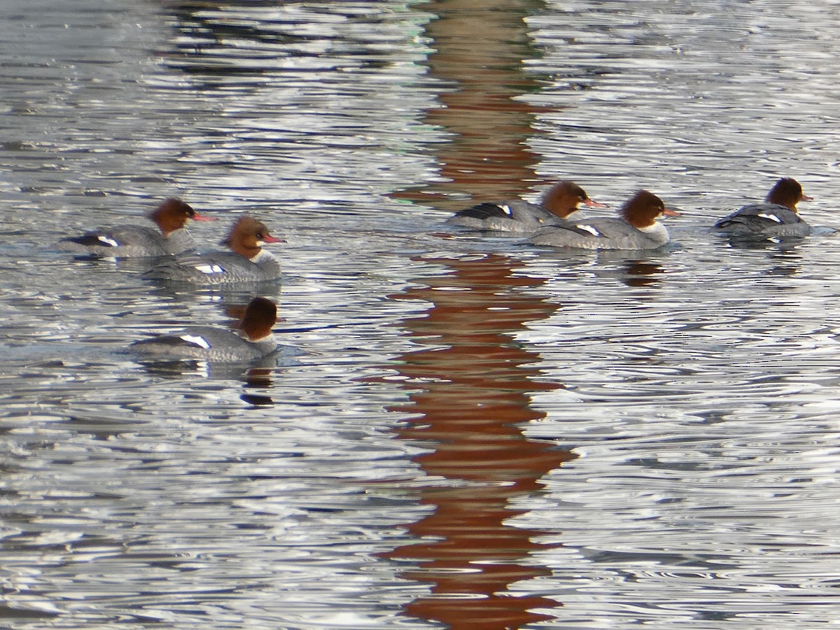 Common Merganser - Farshad Pourmalek